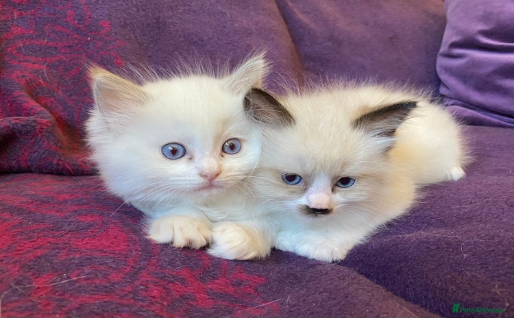 Ragdoll cats - Advert 6