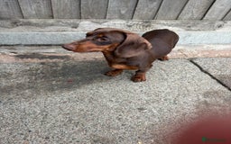 Dachshund dogs for sale: 10 month dachshund  - Image 1