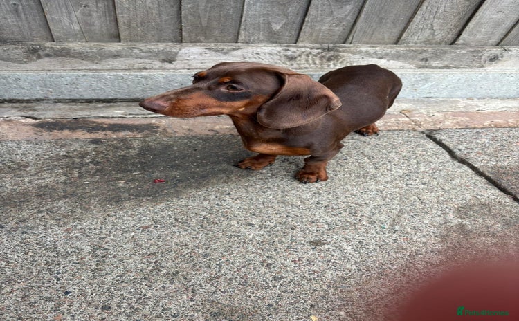 Dachshund dogs - Advert 8