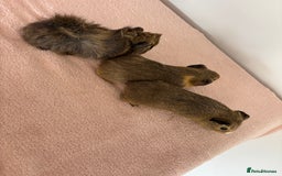 Guinea Pig rodents for sale: Ready now 3 gorgeous piggies handled daily 🐾  - Image 5