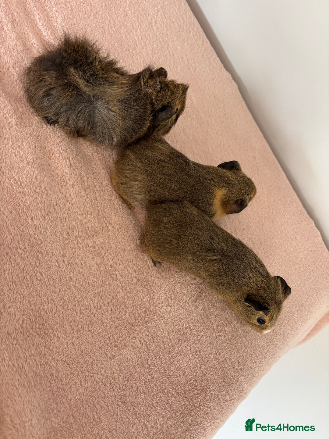 Guinea Pig rodents for sale: Ready now 3 gorgeous piggies handled daily 🐾  - Image 5