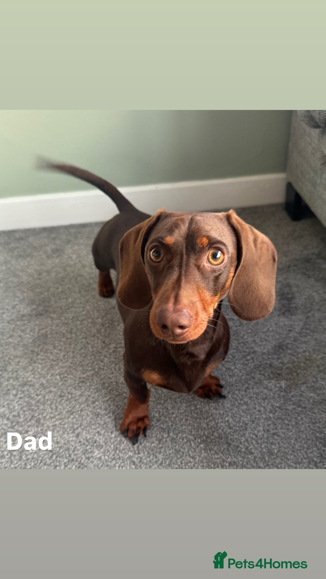 Miniature Dachshund dogs for sale: 3 Beautiful Chocolate and Tan Girls  - Advert 9