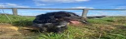 Cocker Spaniel dogs for sale: 6yr cocker spaniel girl  - Advert 5