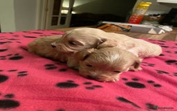 Maltipoo dogs for sale: BEAUTIFUL MALTIPOO F1 BOYS AND GIRLS AVAILABLE  - Image 1