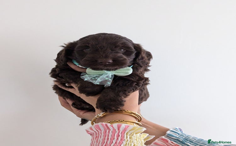 Cockapoo dogs - Advert 4
