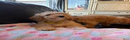 Cockapoo dogs for sale: F1b cockapoos ready now 1st and 2nd vaccine  - Advert 8