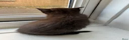 British Longhair cats for sale: Beautiful longhair kittens for SALE! - Advert 32