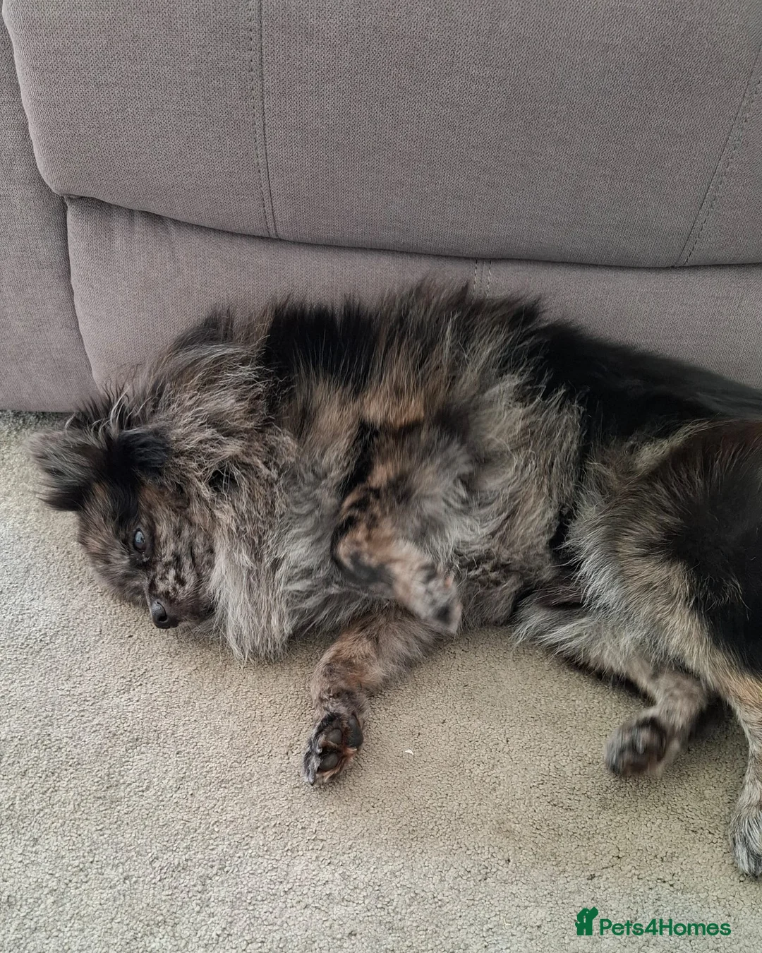 Pomeranian dogs for stud: High-Quality Wolf Sable Pomeranian Stud| Abu Dhabi - Advert 8