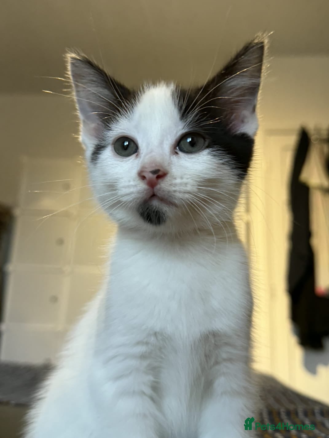 British Shorthair cats Kitten for sale  - Advert 1