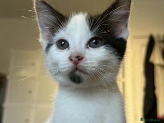 British Shorthair cats Kitten for sale - Advert 1