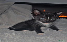 Mixed Breed cats for sale: Savannah Mix Litter🩷 discount if take two. 3 left - Image 13