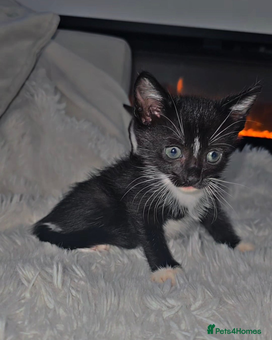 Mixed Breed cats for sale: Savannah Mix Litter🩷 discount if take two. 3 left - Image 13