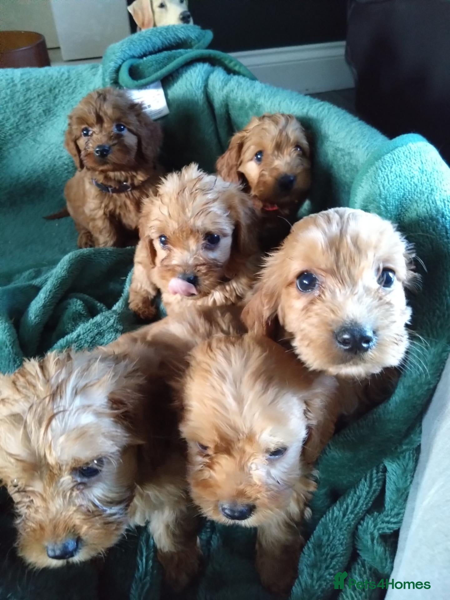 Cockapoo dogs F1 Cockapoo Puppies - Advert 18
