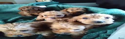 Cockapoo dogs for sale: F1 Cockapoo Puppies - Advert 1
