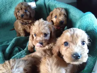 Cockapoo dogs F1 Cockapoo Puppies - Advert 18