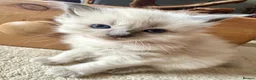 Ragdoll cats for sale: Pure blue point ragdoll kittens  - Advert 25