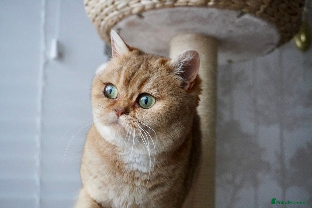 Scottish Fold cats for sale: Gorgeous Scottish Straight Girl - Advert 4