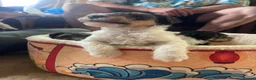 Fox Terrier dogs for sale: 4 stunning fox terrier puppies for sale  - Advert 16