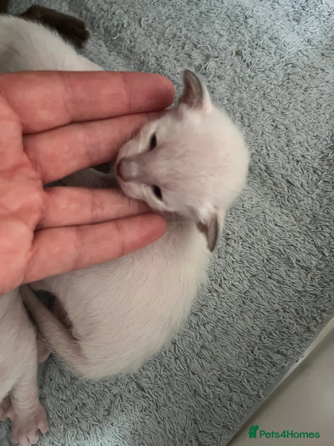 Siamese cats for sale: Supreme Pedigree Siamese kittens GCCF registered  - Advert 11