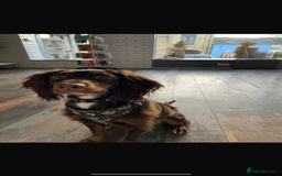 Mixed Breed dogs for sale: Cocker spaniel crosses - Image 10