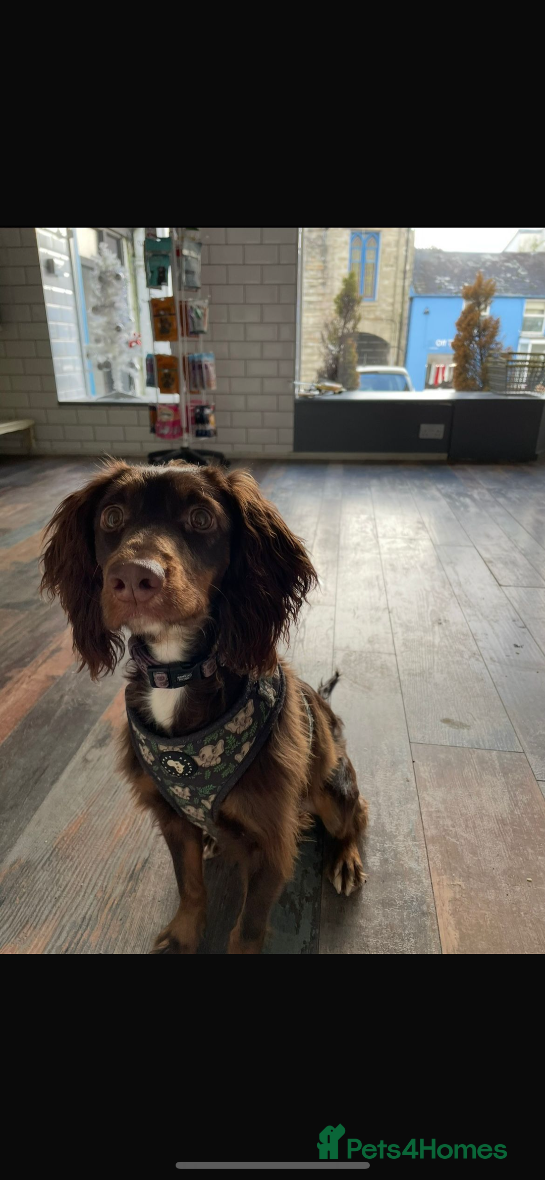 Mixed Breed dogs for sale: Cocker spaniel crosses - Image 10