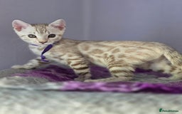 Bengal cats for sale: TICA Champion Bengal Kittens  - Image 22