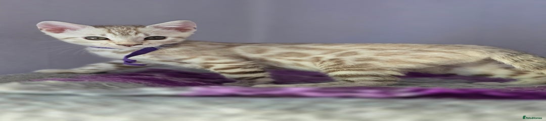 Purple Collar Female