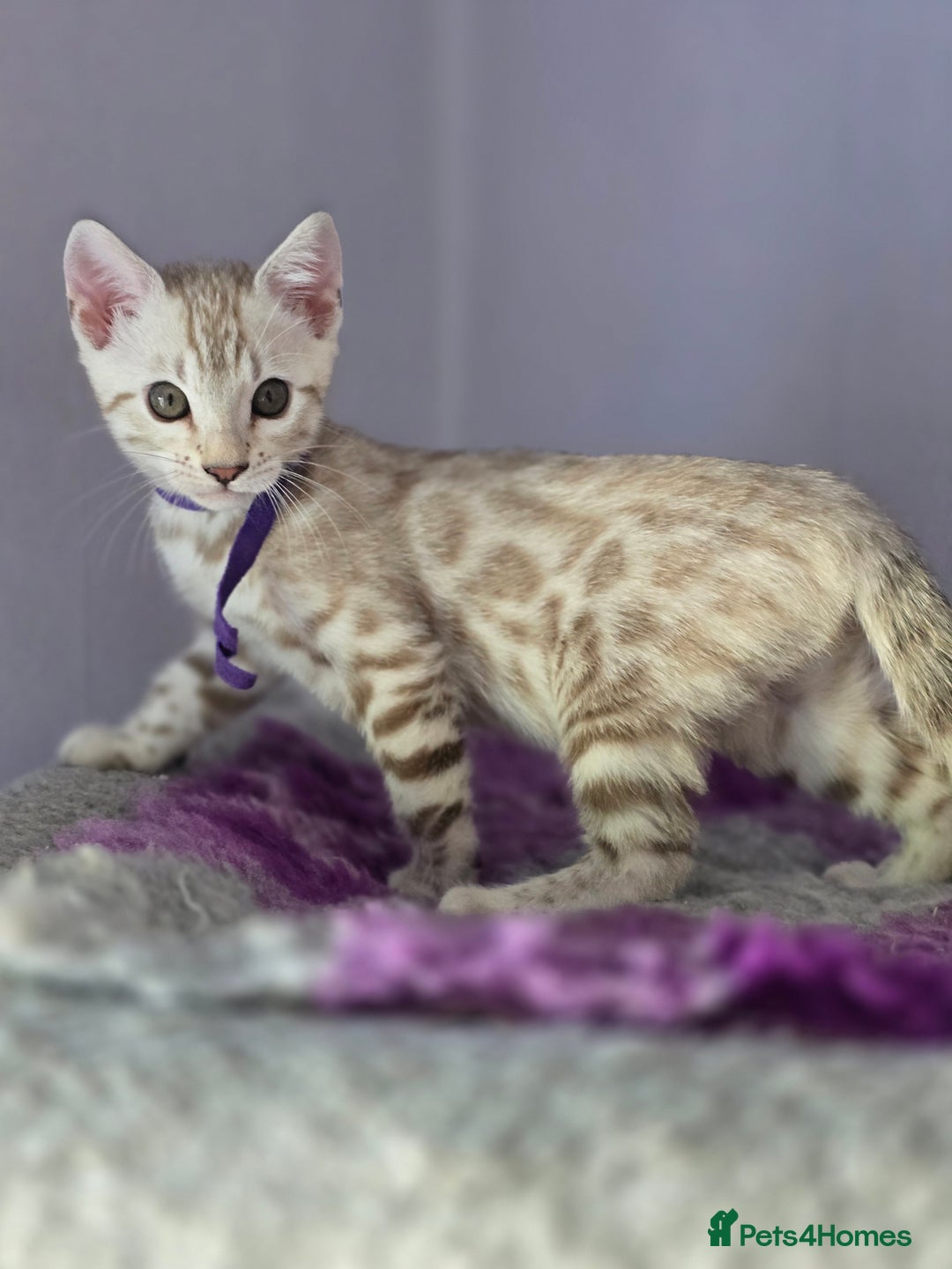 Bengal cats for sale: TICA Champion Bengal Kittens  - Image 22