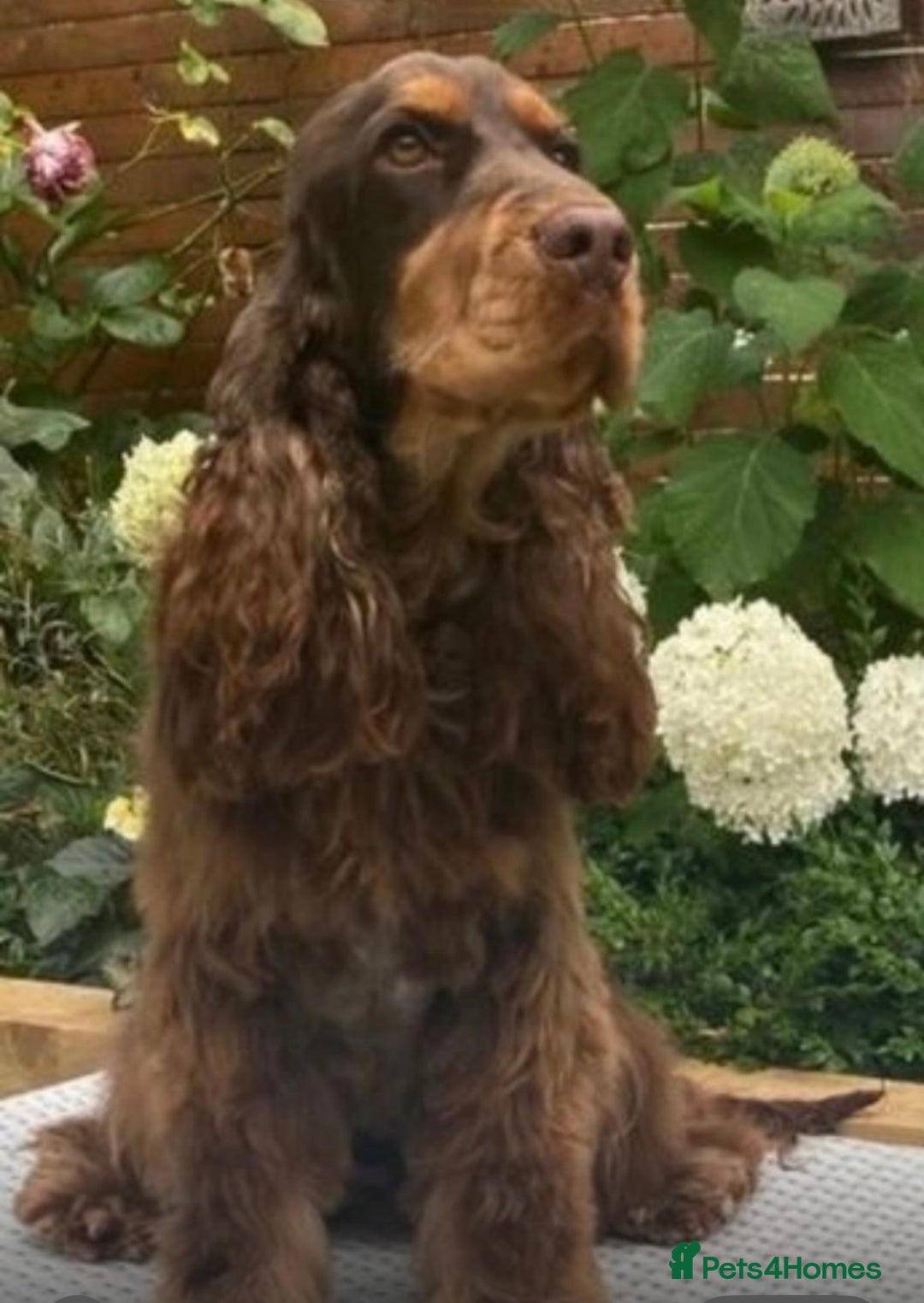 Cocker Spaniel dogs for sale: Stunning cocker spaniel puppies  - Advert 7