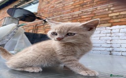 British Shorthair cats for sale: X BSH kittens - Image 31