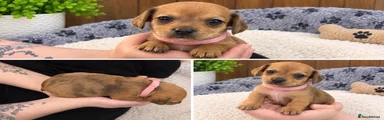 Chiweenie 3
