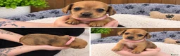 Chiweenie dogs for sale: Chiweenie pups - Advert 2