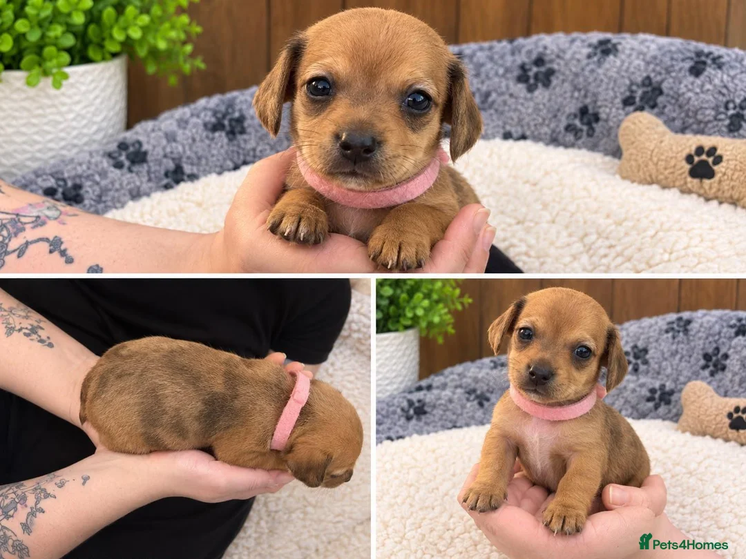 Chiweenie dogs for sale: Chiweenie pups - Advert 2