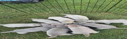 Labrador Retriever dogs for sale: Beautiful KC REG Silver Labrador Puppies  - Advert 3