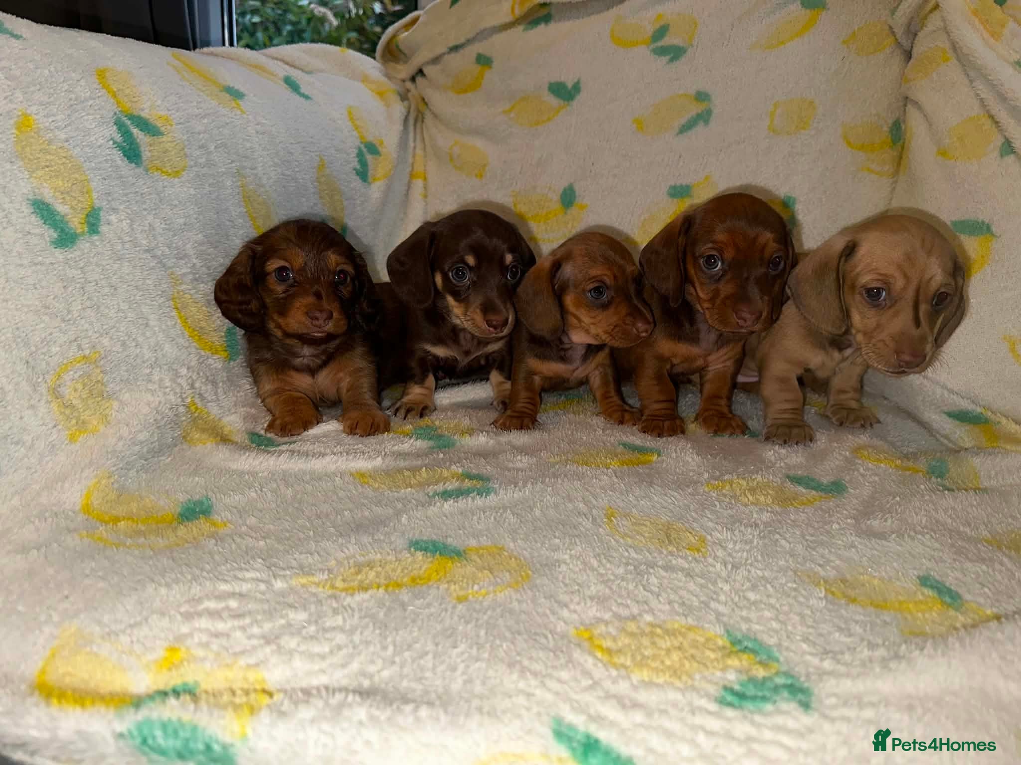 Miniature Dachshund dogs Beautiful Miniature Dachshound Puppies  - Advert 9