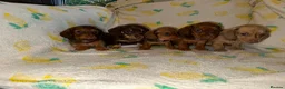 Miniature Dachshund dogs for sale: Beautiful Miniature Dachshound Puppies  in Gillingham - Advert 1