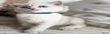 💙 British Shorthair Kitten 3 - MALE
