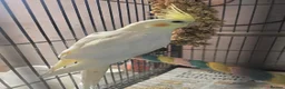Cockatiels birds for sale: Cockatiel - Advert 4