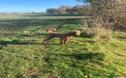 Labradoodle dogs for sale: Beautiful Labradoodle Puppies  - Image 18