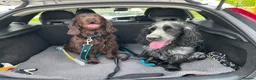 Cocker Spaniel dogs for sale: 6 Week old - Cocker Spaniel puppies - Advert 2
