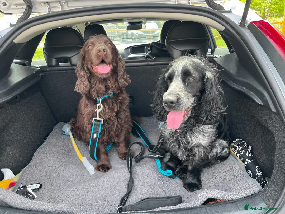 Cocker Spaniel dogs for sale: 6 Week old - Cocker Spaniel puppies - Advert 2