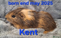Guinea Pig rodents for sale: Rescue guinea pig girls and boys in Saltburn-by-the-Sea - Image 4