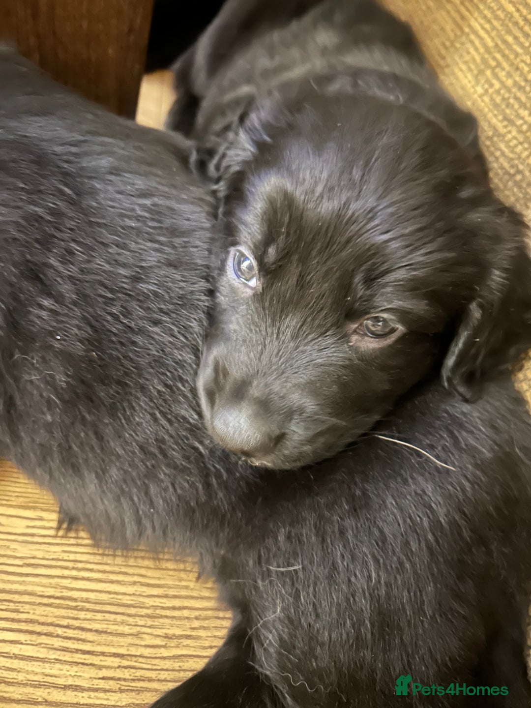 Mixed Breed dogs for sale: Stunning litter - Advert 4