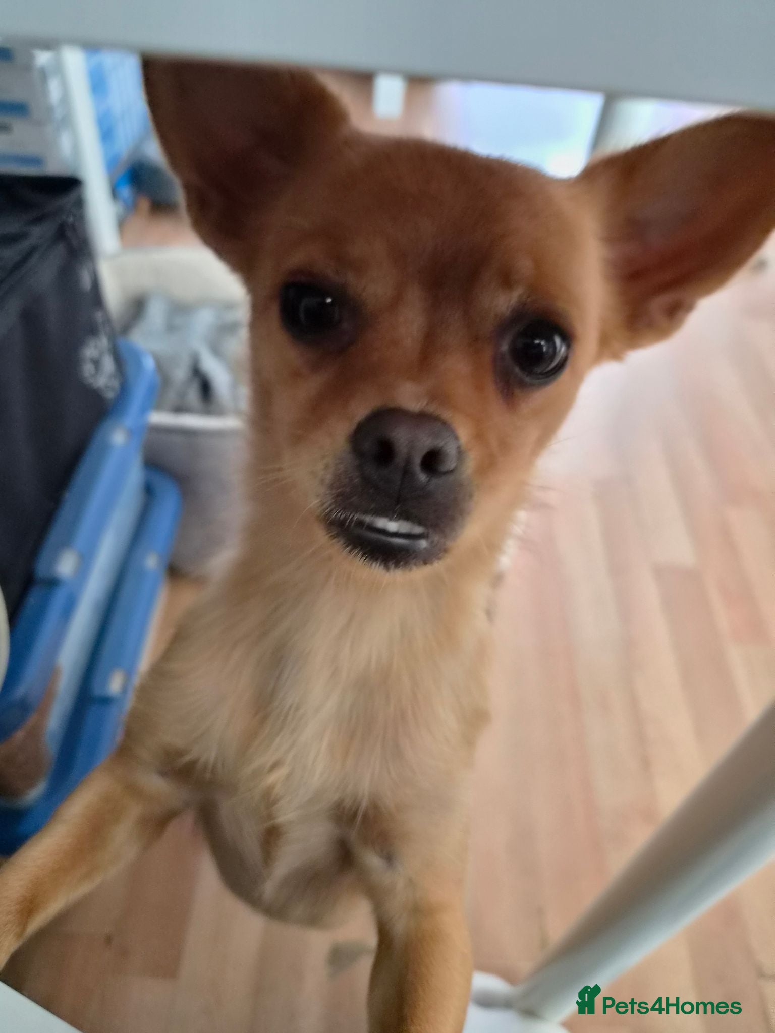 Chorkie dogs Rehoming  - Advert 11
