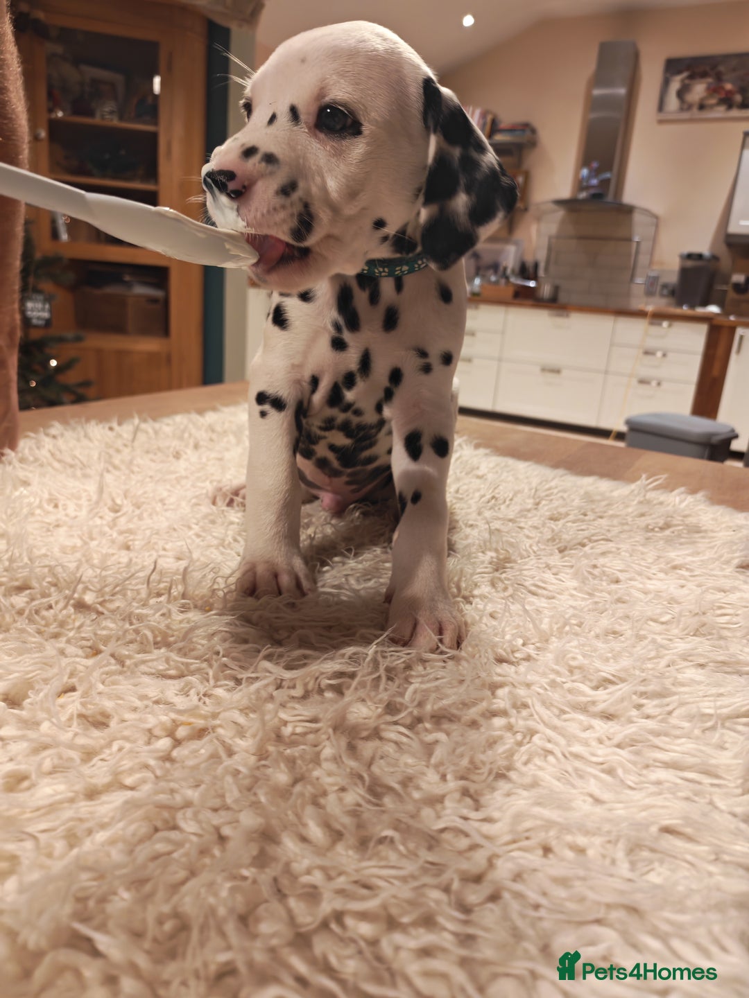 Dalmatian dogs for sale: Ready now - Champion Boys in the making!! - Advert 35