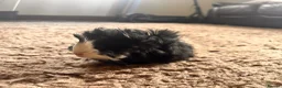 Guinea Pig rodents for sale: 8 week old long haired male guinea pig - Advert 3