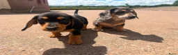 Miniature Dachshund dogs for sale: Miniature Dachshund Puppies  in Carlisle - Advert 5