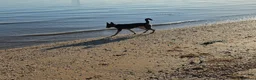 Mixed Breed dogs for sale: Hi my name is cali in Rochester - Advert 3
