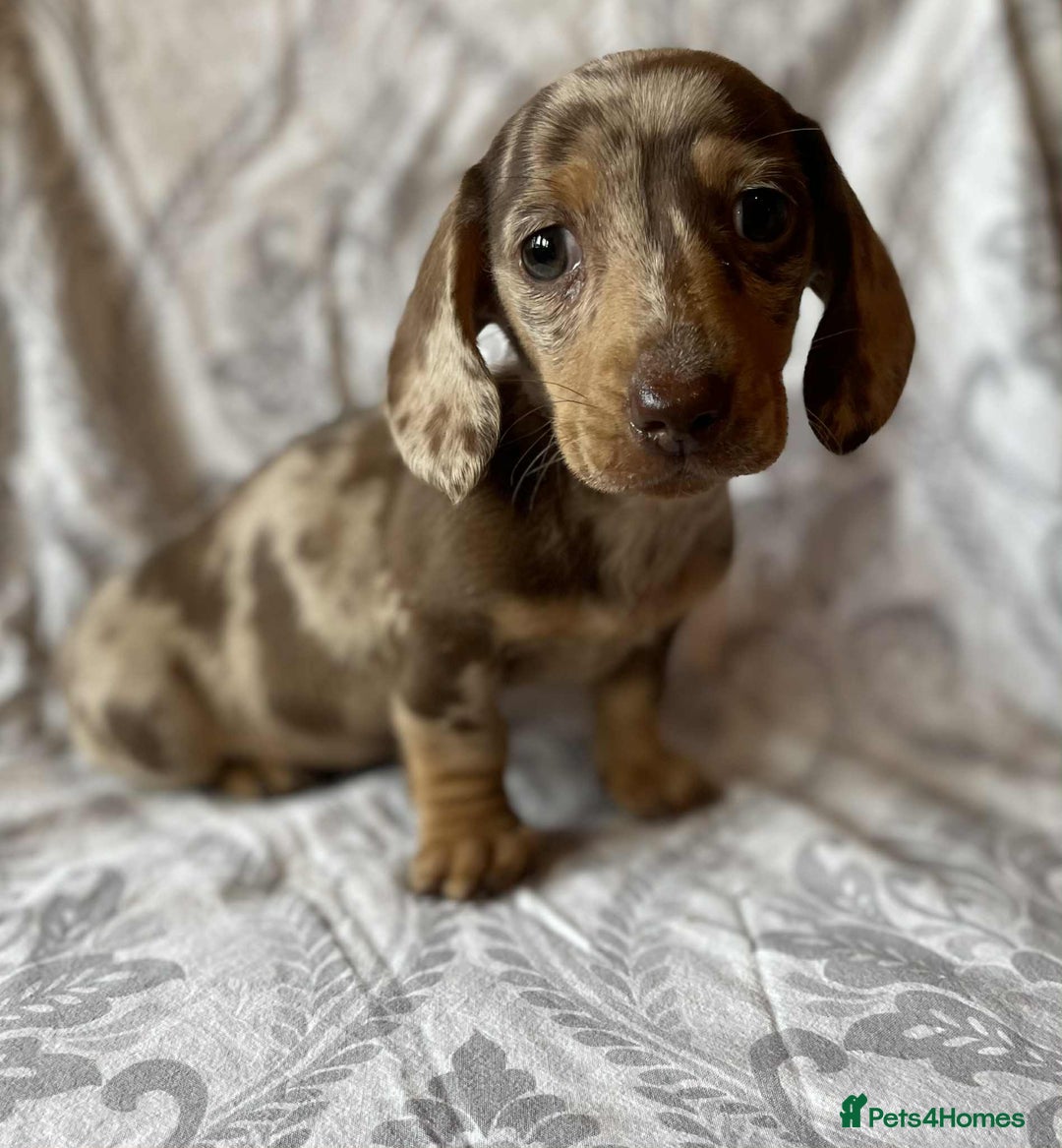 Miniature Dachshund dogs for sale: Beautiful little girl is READY To LEAVE! - Image 2