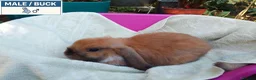 Dwarf Lop rabbits for sale: Pretty Dwarf Lop Babies: Males & Females - Advert 6